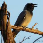 Black-faced Cuckooshrike (Coracina novaehollandiae)