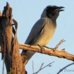 Black-faced Cuckooshrike (Coracina novaehollandiae)