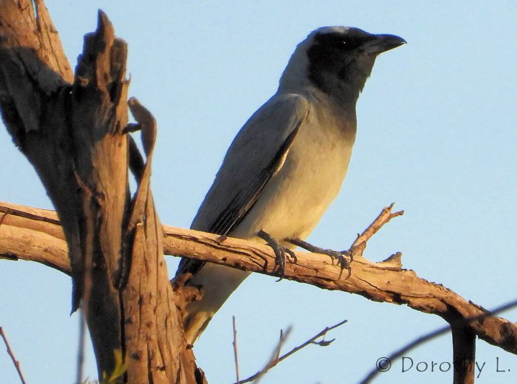 Black-faced Cuckooshrike (Coracina novaehollandiae)