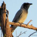 Black-faced Cuckooshrike (Coracina novaehollandiae)