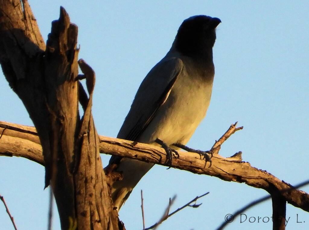 Black-faced Cuckooshrike (Coracina novaehollandiae)