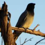 Black-faced Cuckooshrike (Coracina novaehollandiae)