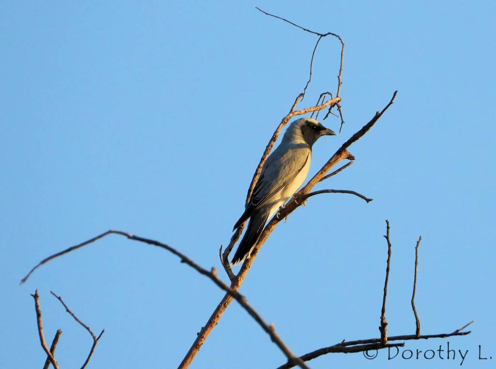 Black-faced Cuckooshrike (Coracina novaehollandiae)