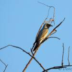 Black-faced Cuckooshrike (Coracina novaehollandiae)