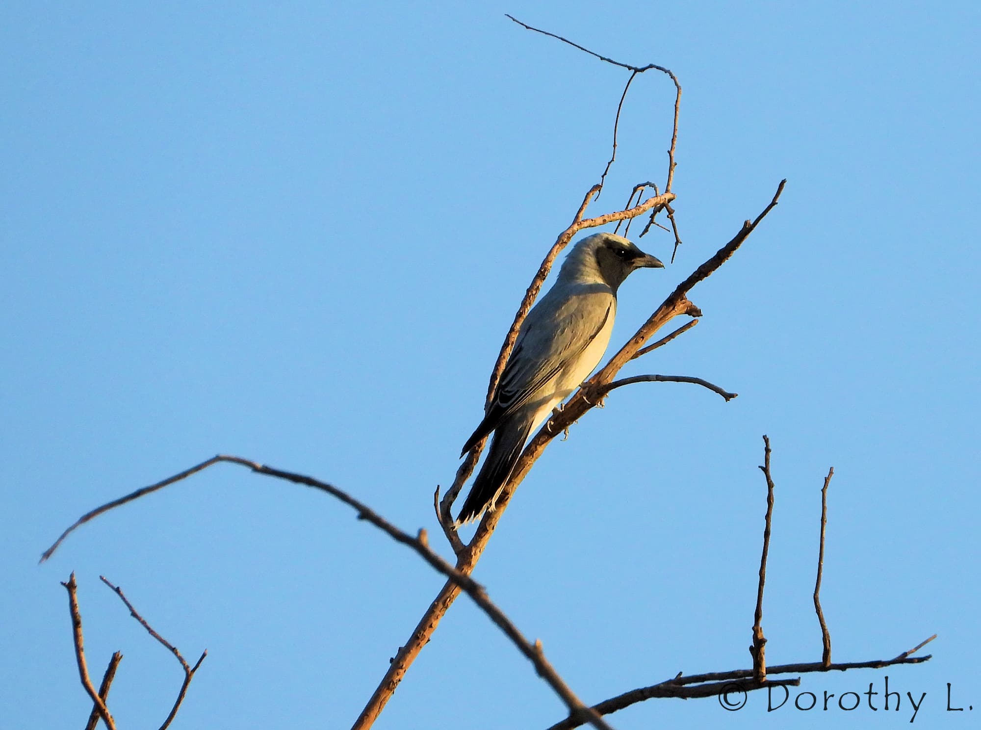 Black-faced Cuckooshrike (Coracina novaehollandiae)