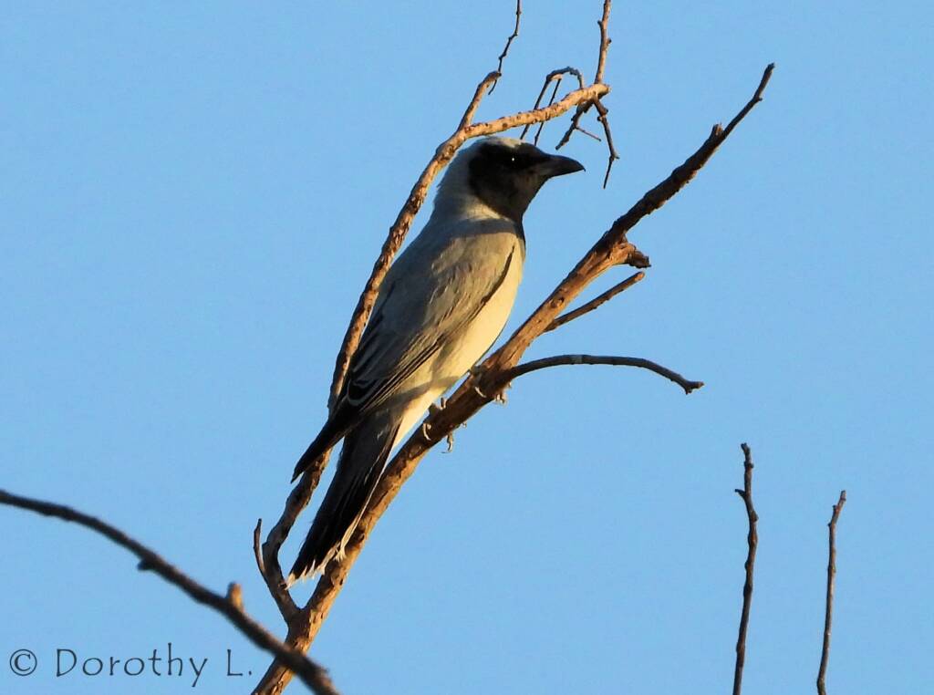 Black-faced Cuckooshrike (Coracina novaehollandiae)