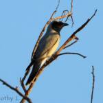 Black-faced Cuckooshrike (Coracina novaehollandiae)