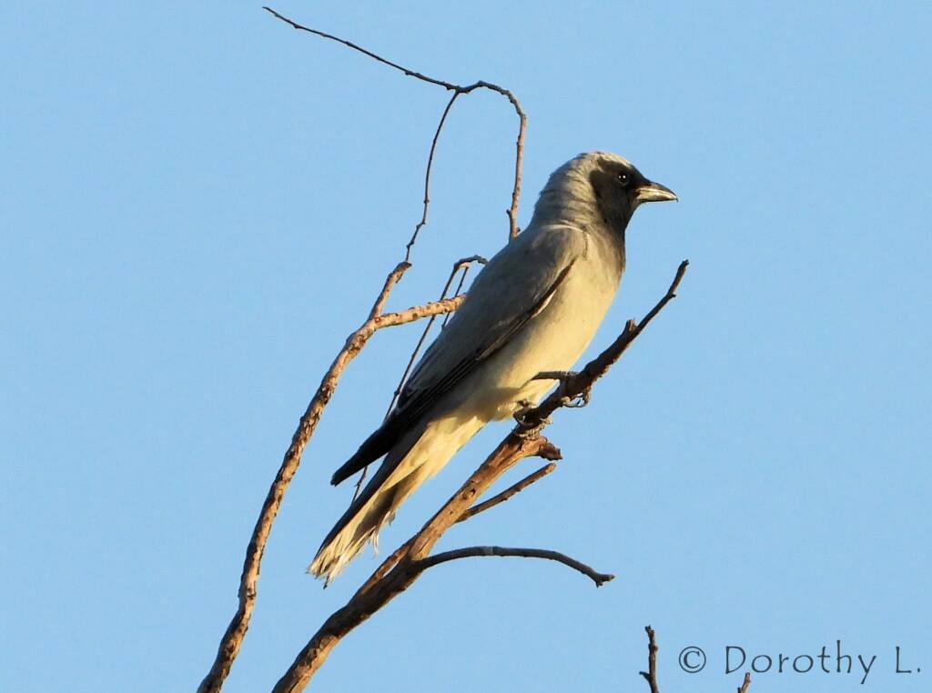 Black-faced Cuckooshrike (Coracina novaehollandiae)