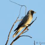 Black-faced Cuckooshrike (Coracina novaehollandiae)