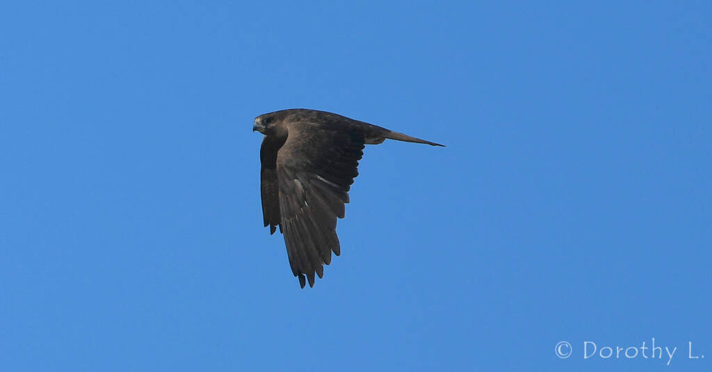 Black Falcon (Falco subniger)