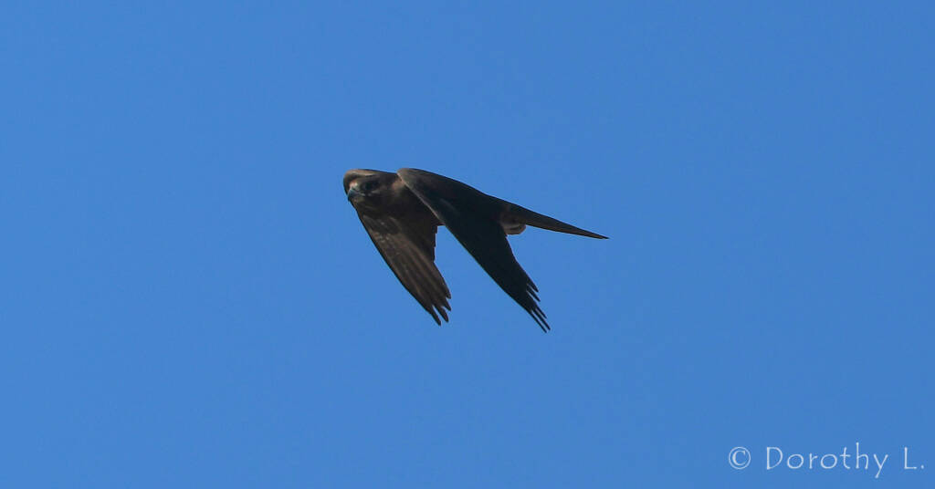 Black Falcon (Falco subniger)