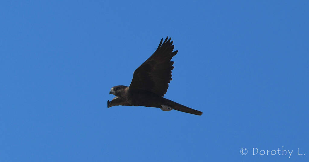 Black Falcon (Falco subniger)