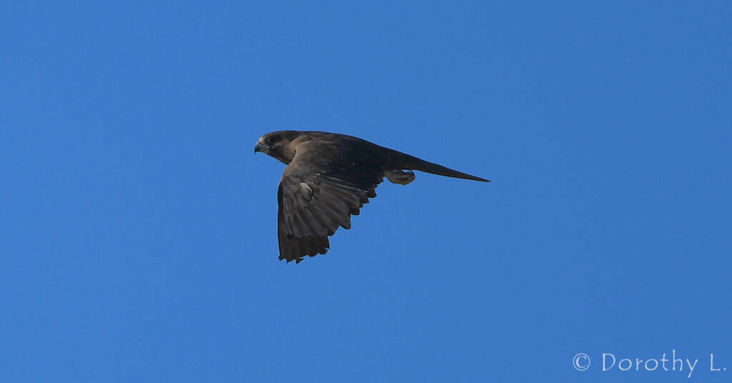 Black Falcon (Falco subniger)