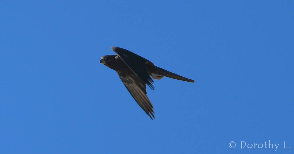 Black Falcon (Falco subniger)