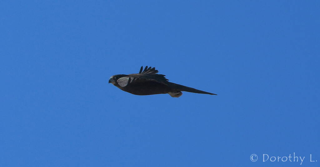 Black Falcon (Falco subniger)