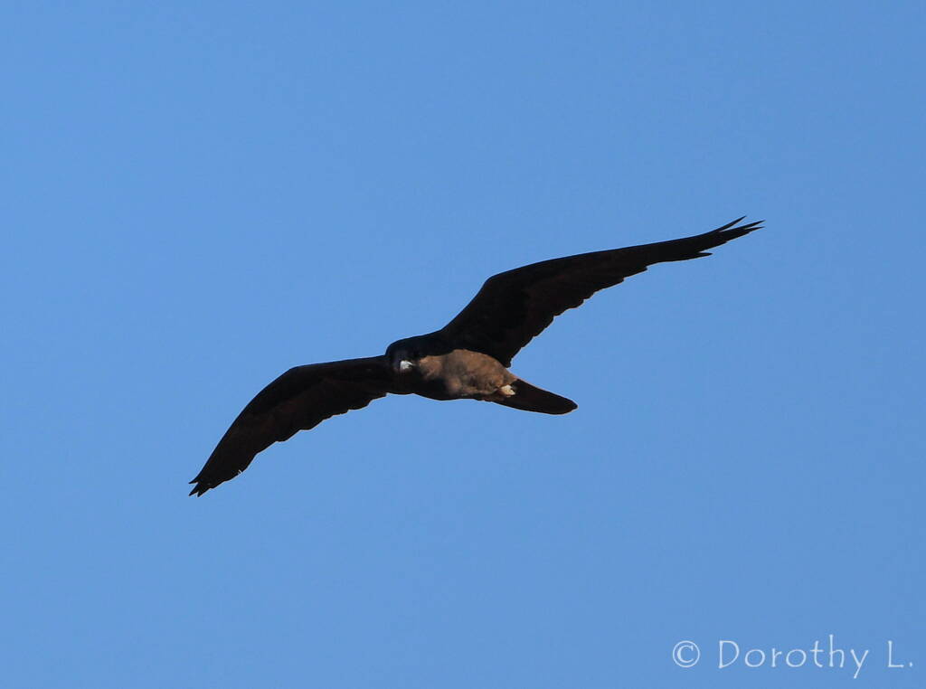 Black Falcon (Falco subniger)