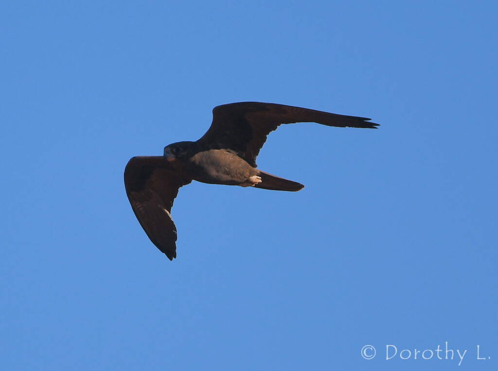 Black Falcon (Falco subniger)
