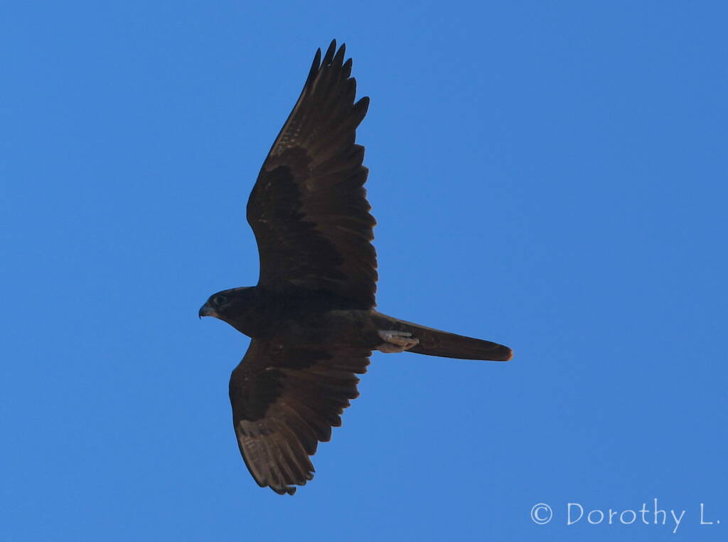 Black Falcon (Falco subniger)