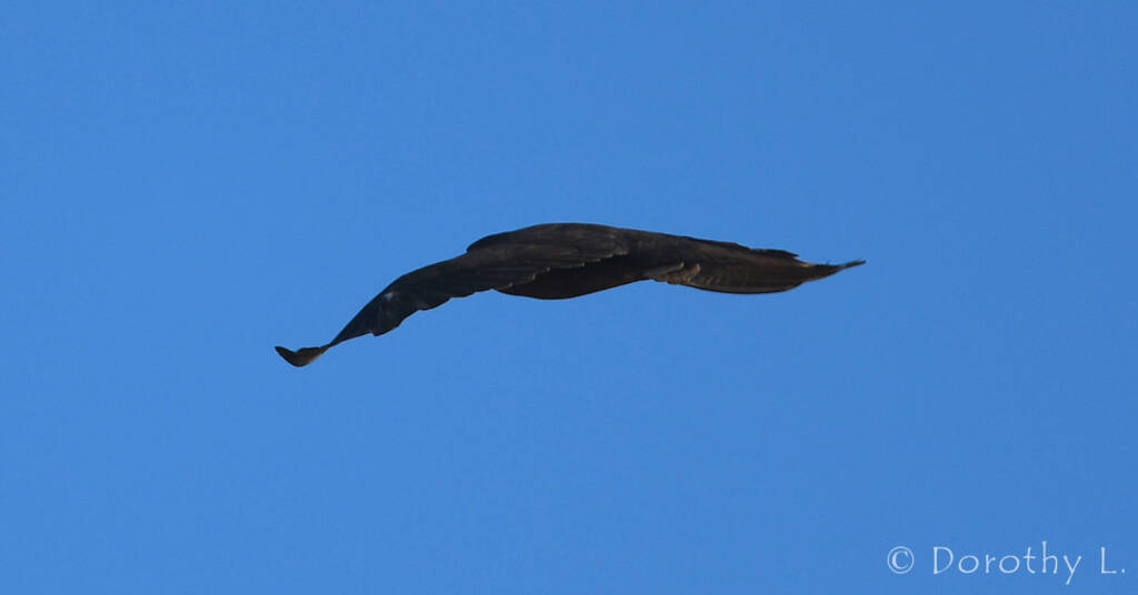Black Falcon (Falco subniger)