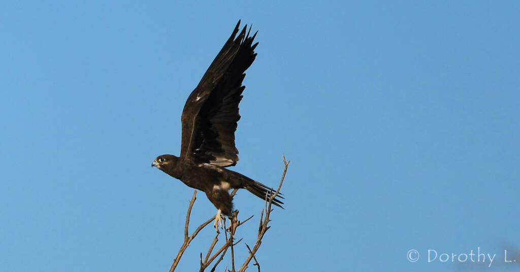 Black Falcon (Falco subniger)