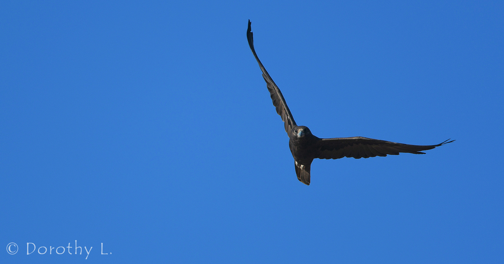Black Falcon (Falco subniger)