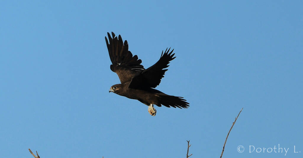 Black Falcon (Falco subniger)