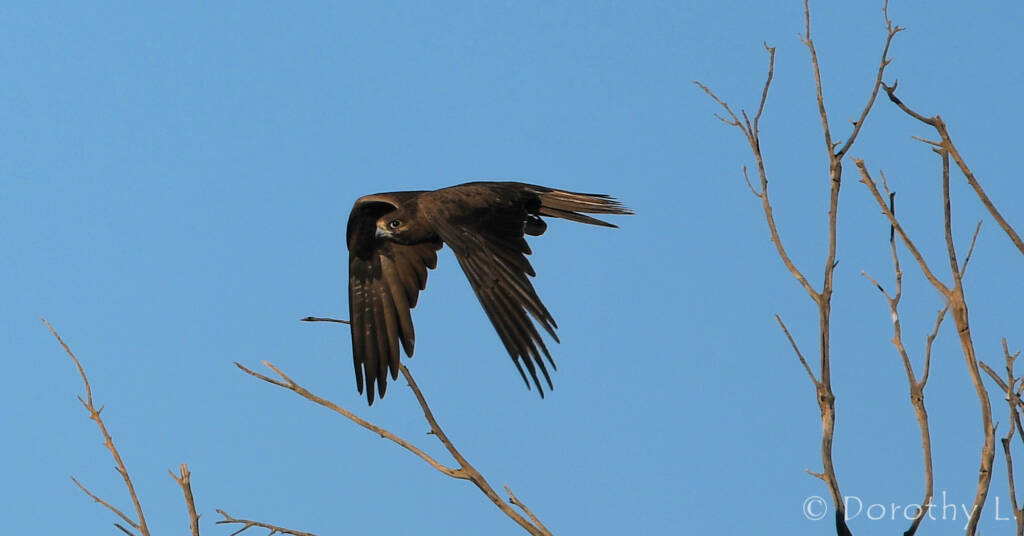 Black Falcon (Falco subniger)