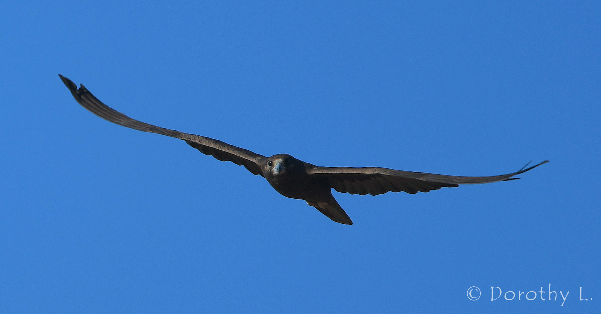 Black Falcon (Falco subniger)