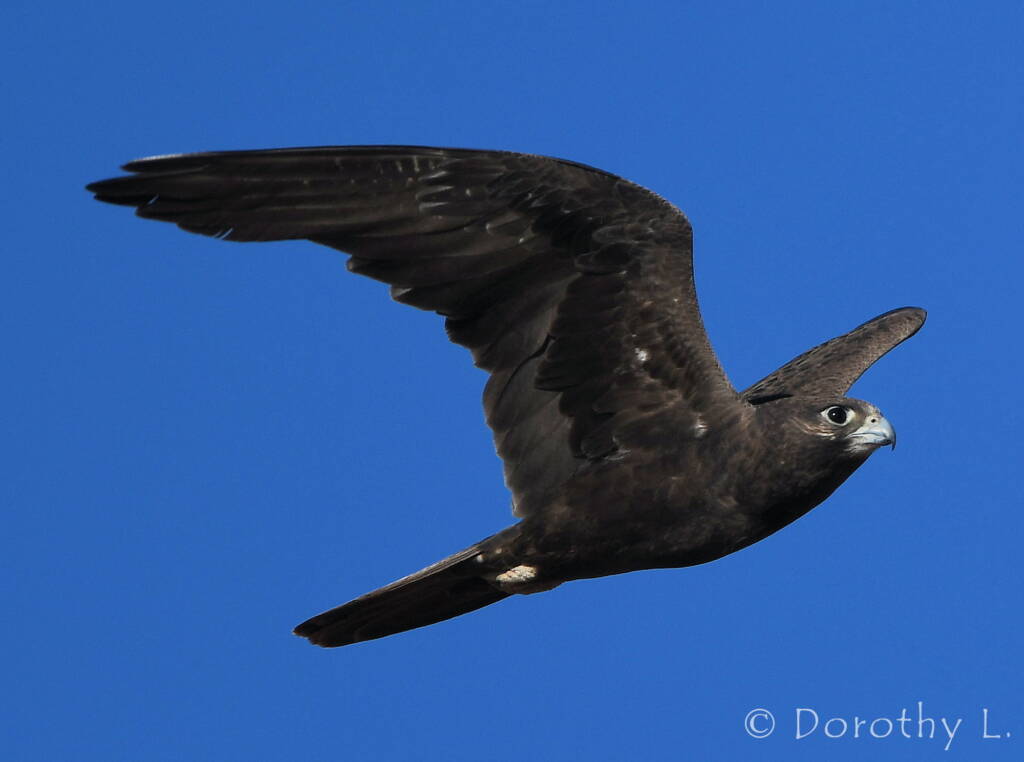 Black Falcon (Falco subniger)