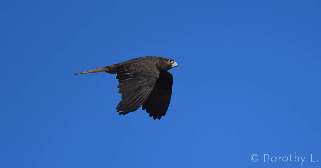 Black Falcon (Falco subniger)