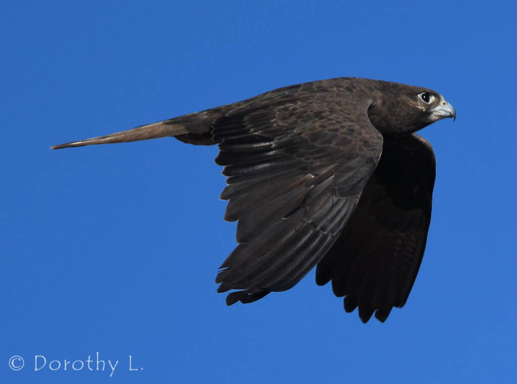 Black Falcon (Falco subniger)