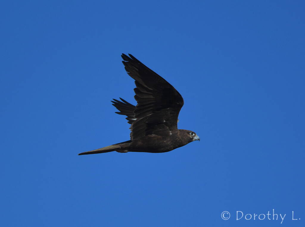 Black Falcon (Falco subniger)