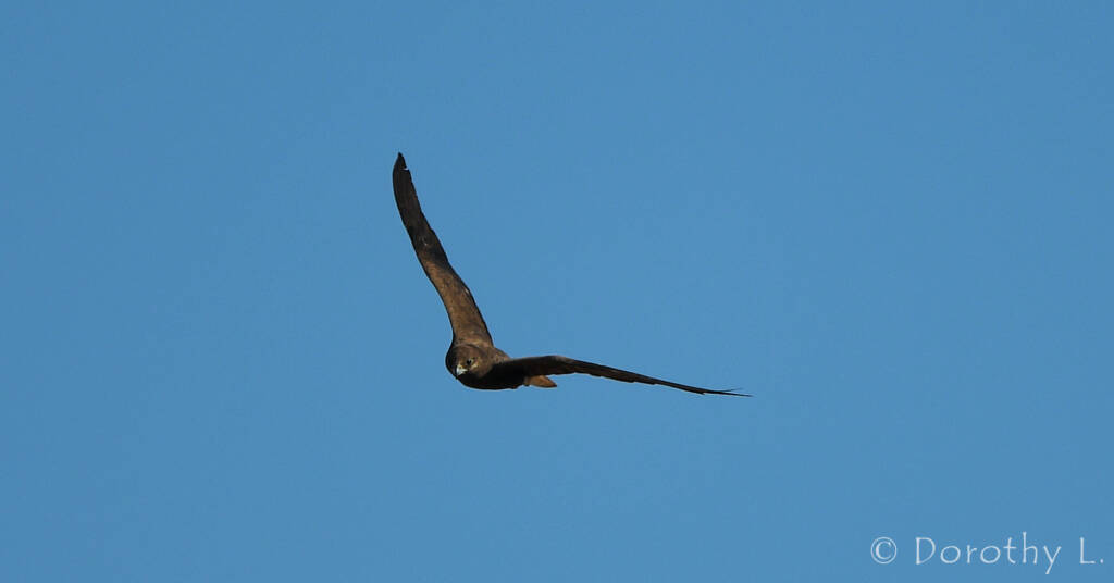 Black Falcon (Falco subniger)