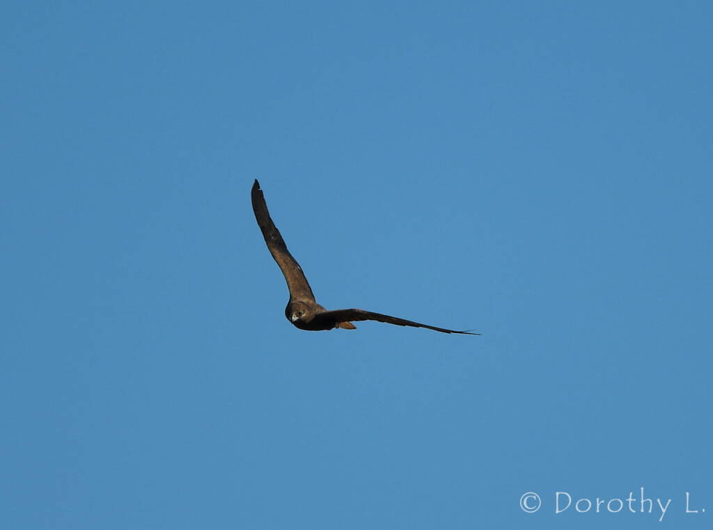 Black Falcon (Falco subniger)