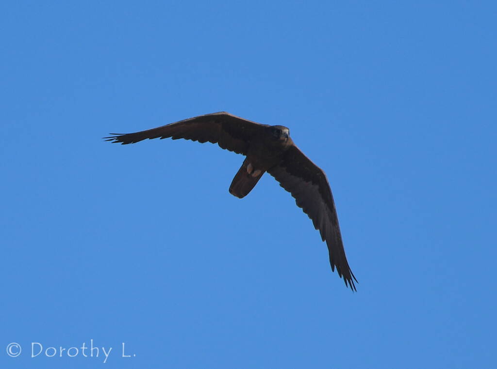 Black Falcon (Falco subniger)