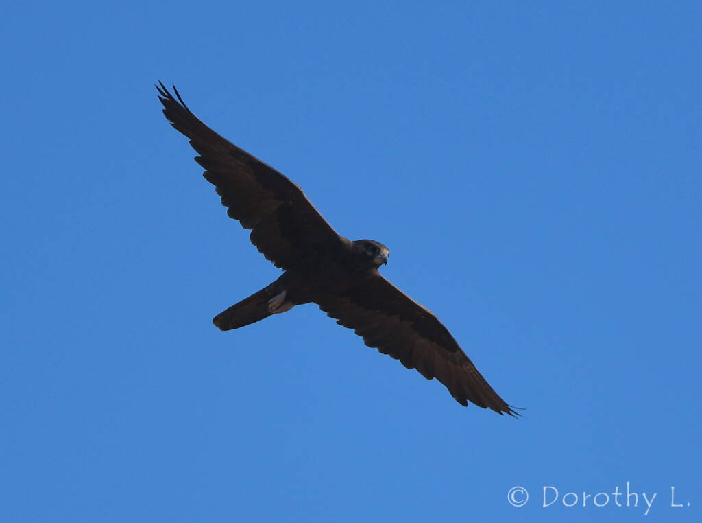 Black Falcon (Falco subniger)
