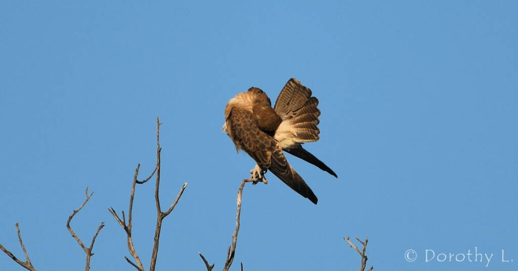 Brown Falcon (Falco berigora)
