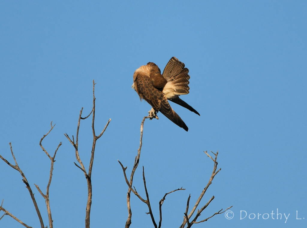 Brown Falcon (Falco berigora)