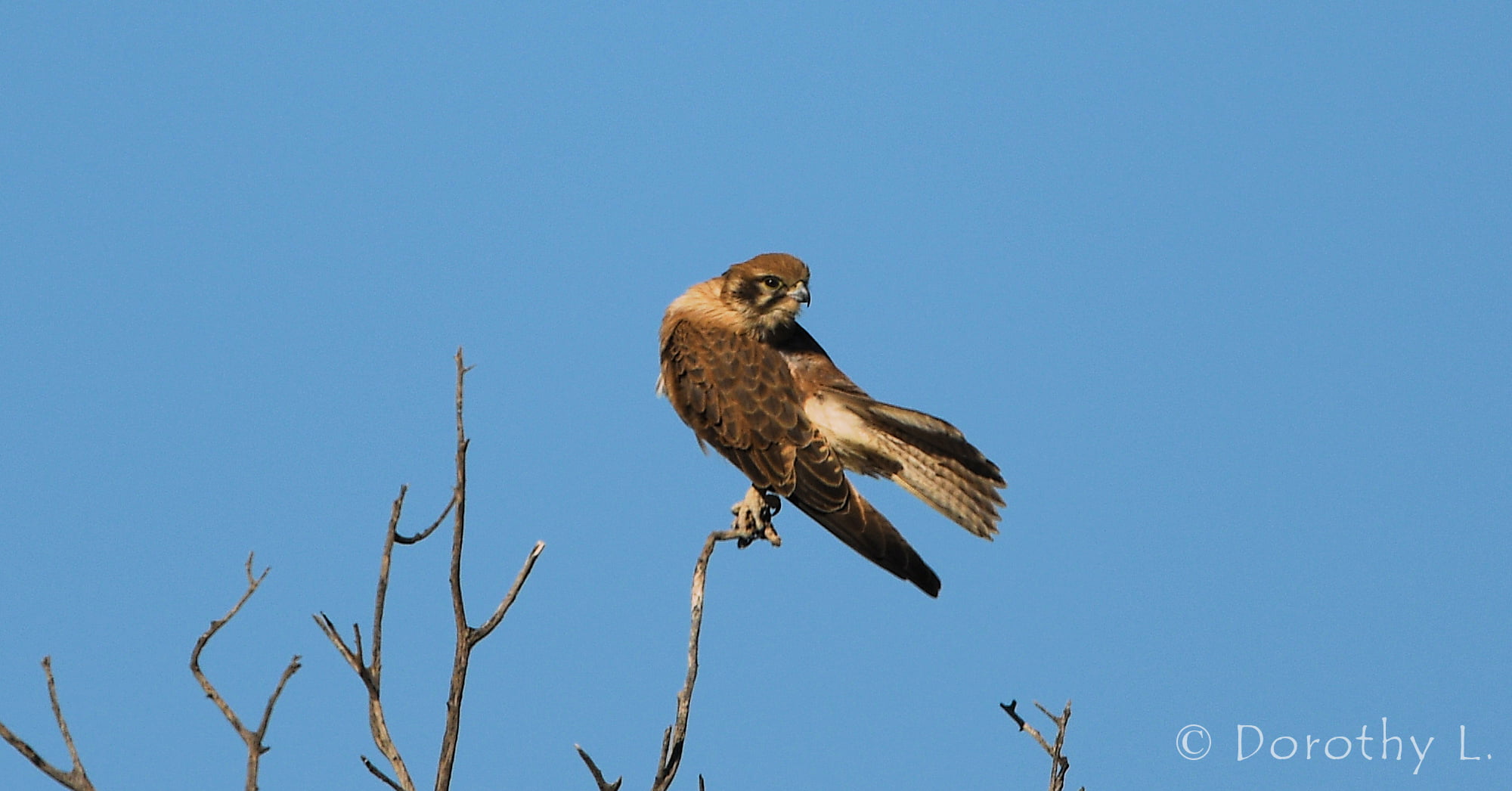Brown Falcon (Falco berigora)