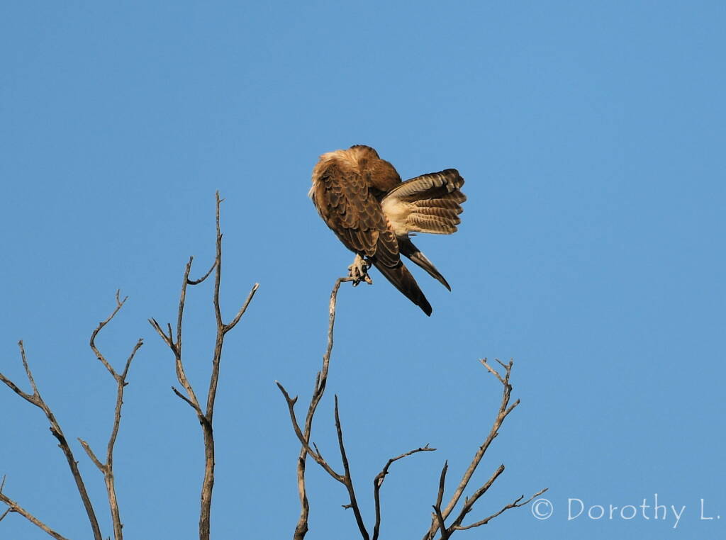 Brown Falcon (Falco berigora)
