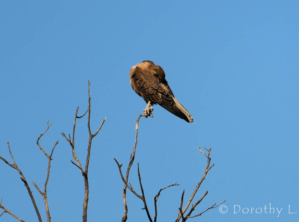 Brown Falcon (Falco berigora)