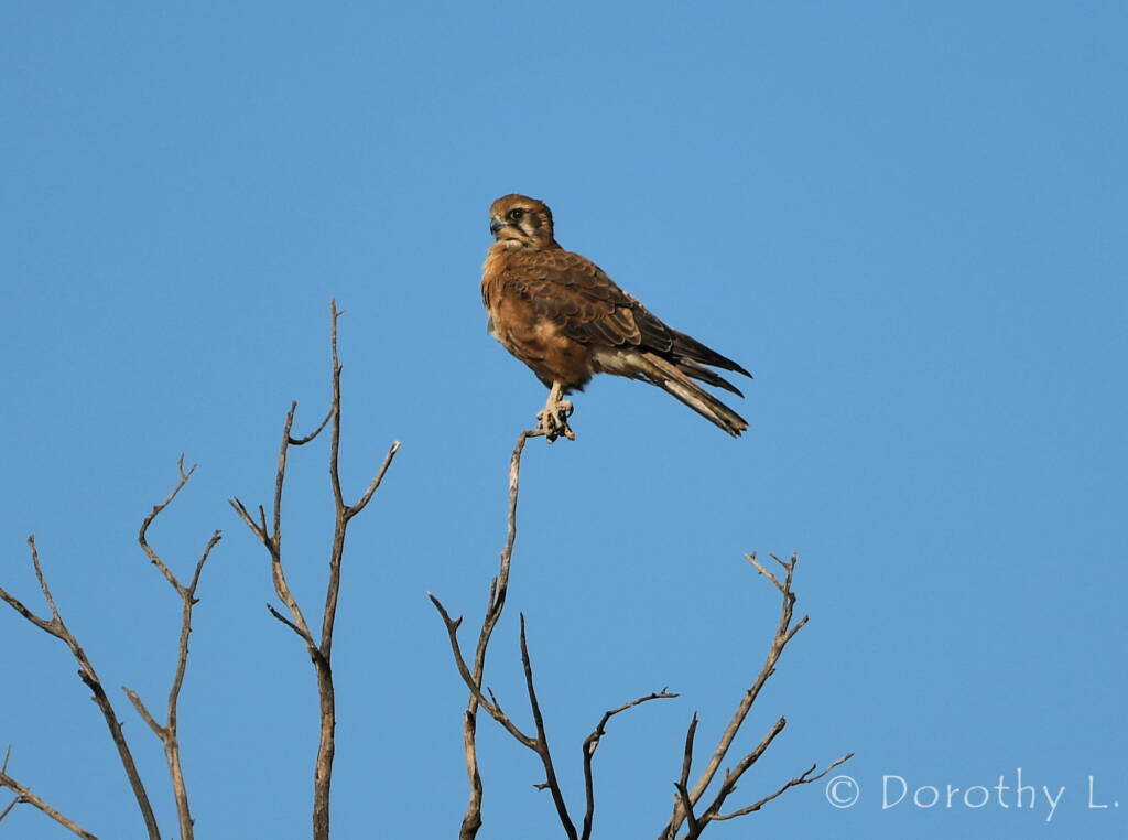 Brown Falcon (Falco berigora)