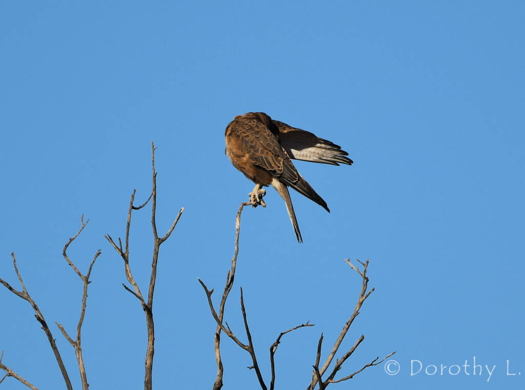 Brown Falcon (Falco berigora)
