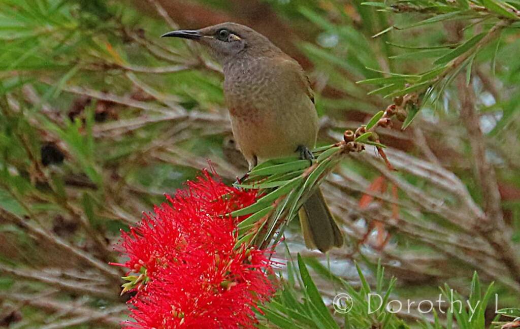 Brown Honeyeater (Lichmera indistincta)