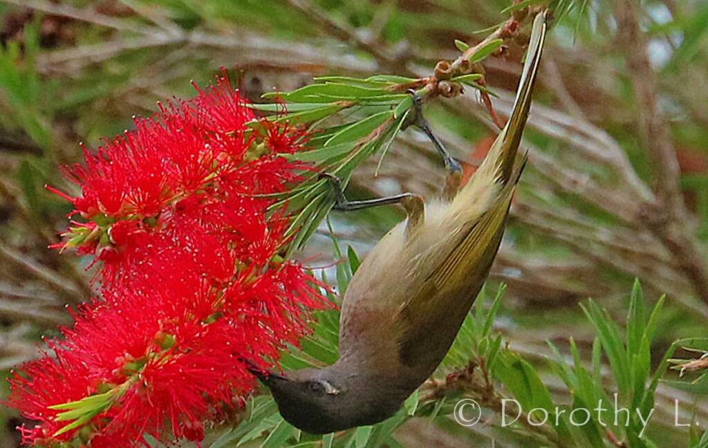 Brown Honeyeater (Lichmera indistincta)
