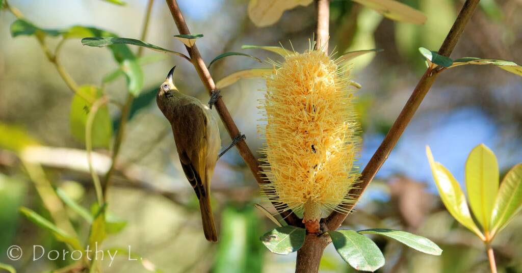 Brown Honeyeater (Lichmera indistincta)