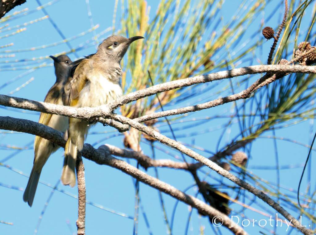 Brown Honeyeater (Lichmera indistincta)