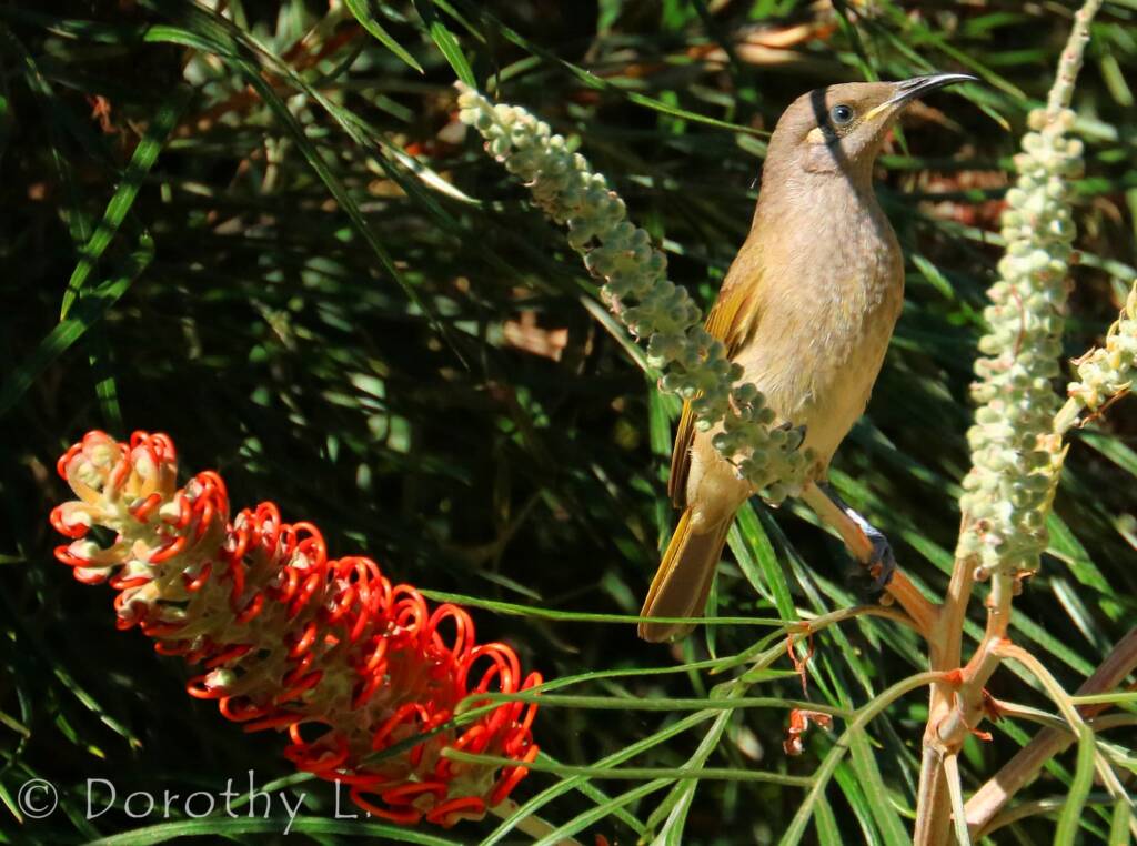 Brown Honeyeater (Lichmera indistincta)