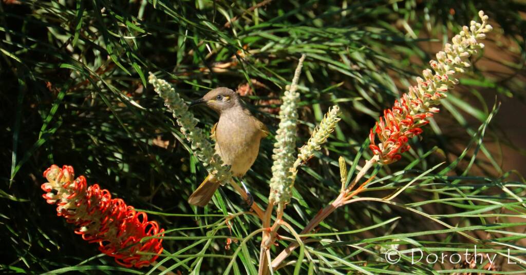 Brown Honeyeater (Lichmera indistincta)
