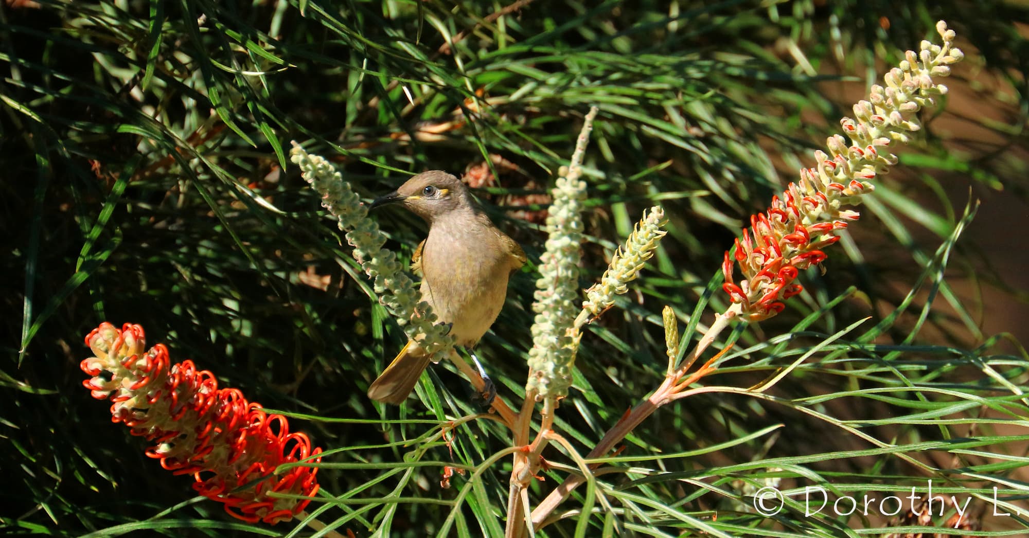 Brown Honeyeater (Lichmera indistincta)